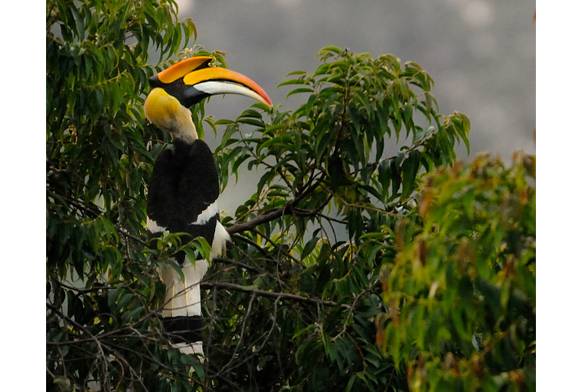 A Hornbill haven