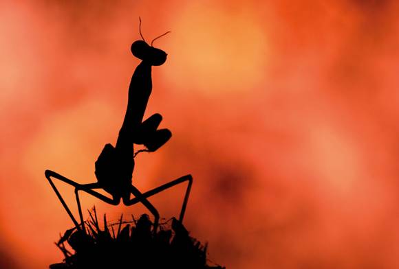 Praying mantis