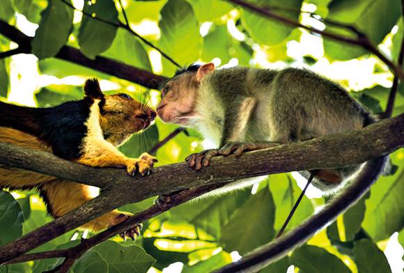 Squirrel and macaque