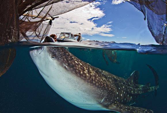 Human and whale shark