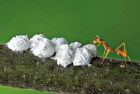 Ant and scale insects
