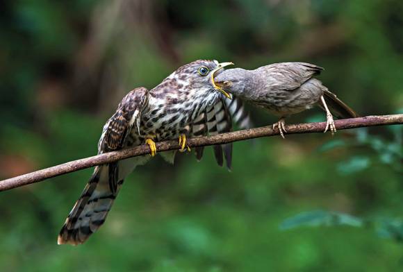 Jungle Babbler and Cuckoo