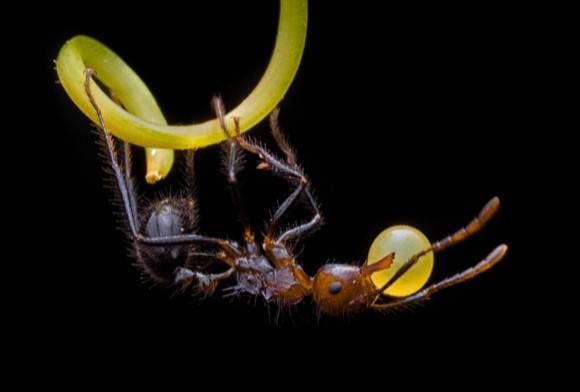Acrobat Ant
