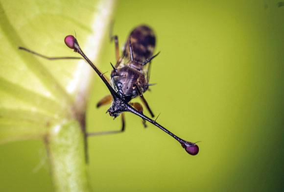 Stalk-eyed Fly