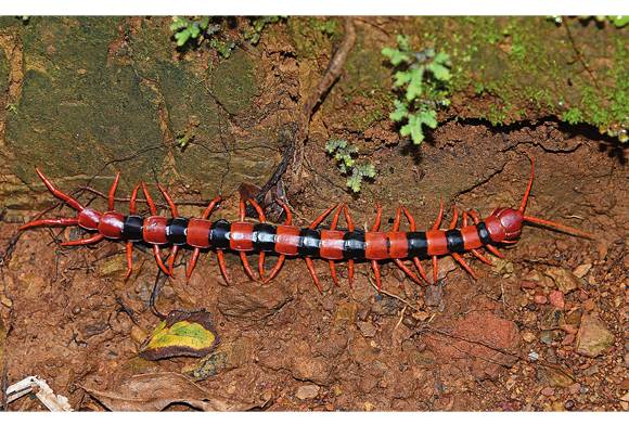Tiger centipede