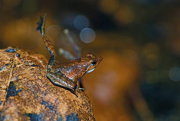 Dancing frog