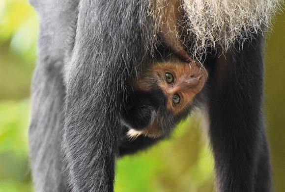 Suckling lion-tailed macaque young