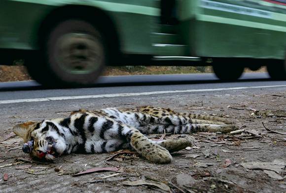 LEOPARD CAT