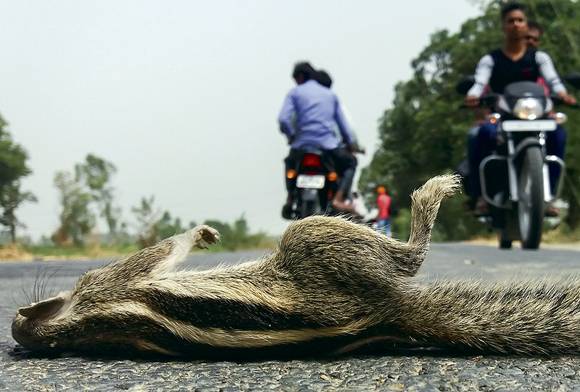 FIVE-STRIPED PALM SQUIRREL