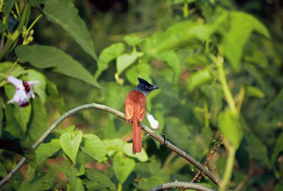 Asian Paradise Flycatcher