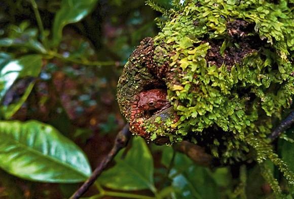 Bush Frog