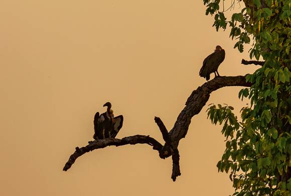 White-rumped Vultures