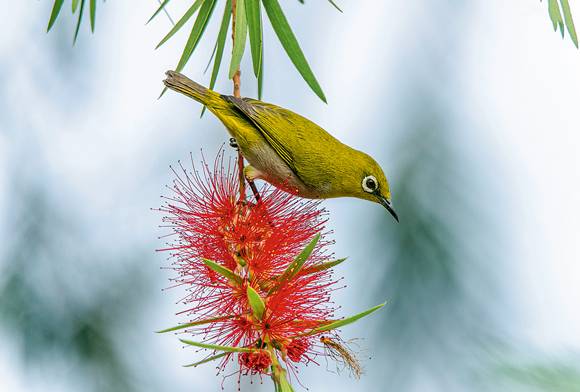Indian White-eye