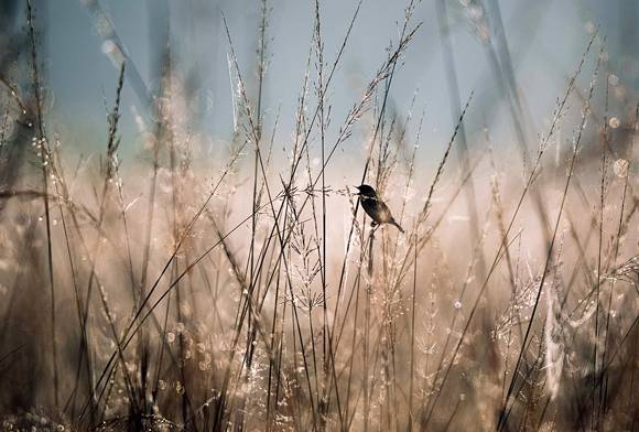 Siberian Stonechat