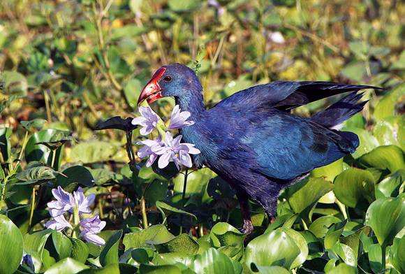 Grey-headed Swamphen
