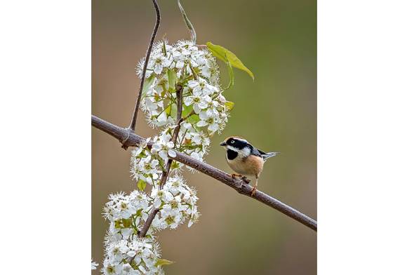Black-throated Bushtit