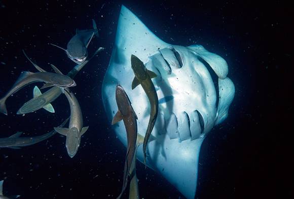 A Reef Manta Ray