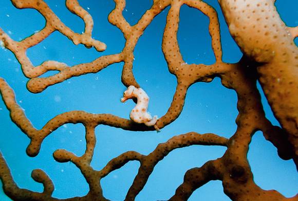 A Denises Pygmy Seahorse