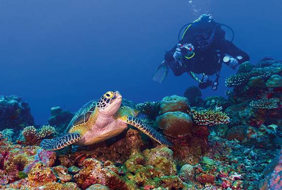 A Green Sea Turtle