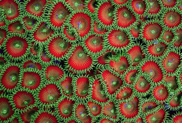 Green Button Polyps
