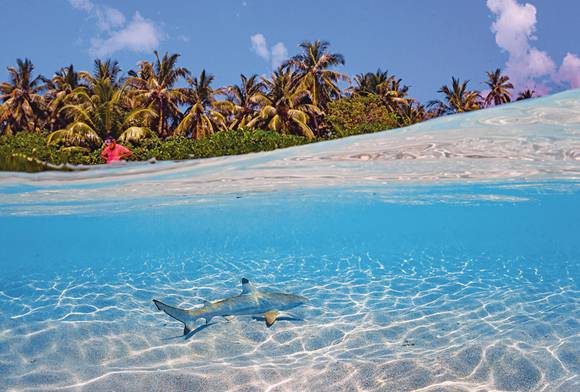 A Young Blacktip Reef Shark