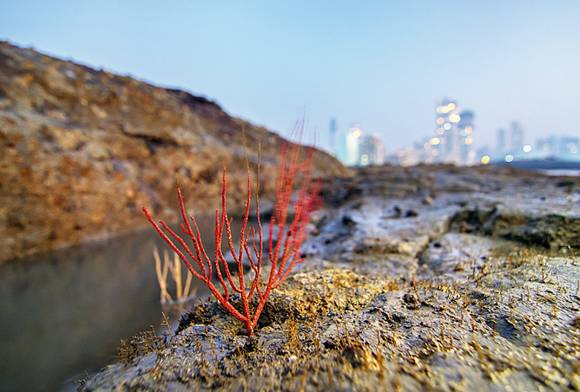 A Sea Fan Coral