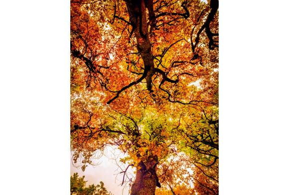 Autumn Leaves