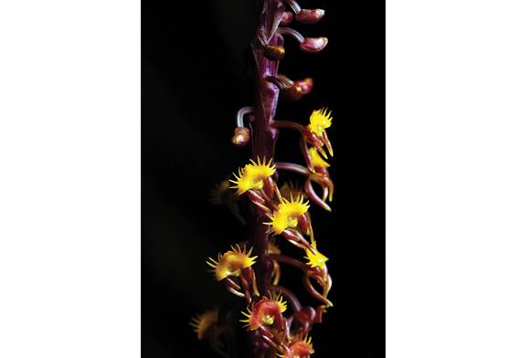 Ground Orchid