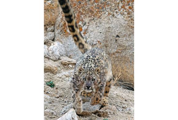 Snow Leopard