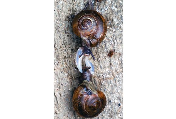 On The Spectrum Of Love