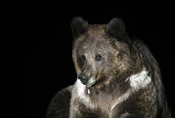 Drass Valley, Ladakh