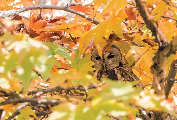 Tawny Owl