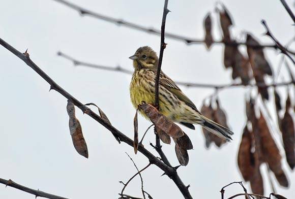 Yellowhammer