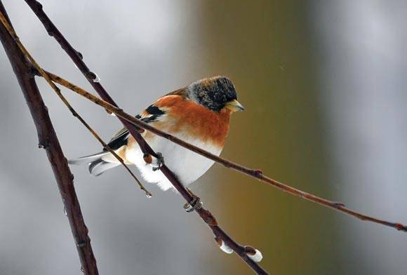 Brambling