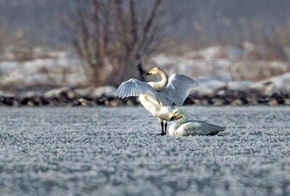 Tundra Swan