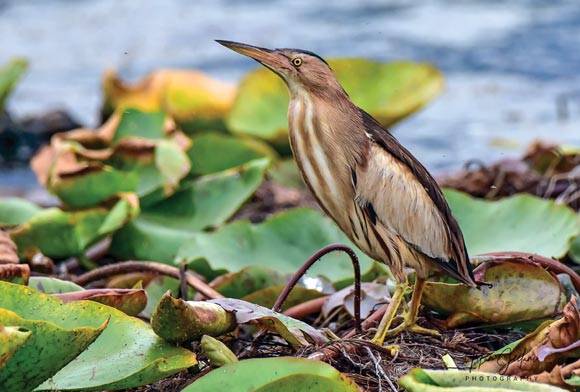 Little Bittern