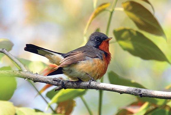 Kashmir Flycatcher, Srinagar