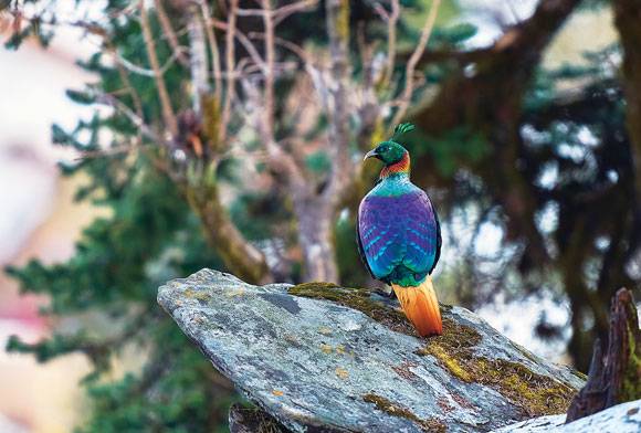 Regal Blues