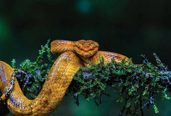 Orange... Not Striped