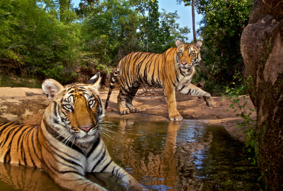 The 3,167 Tiger Population Figure