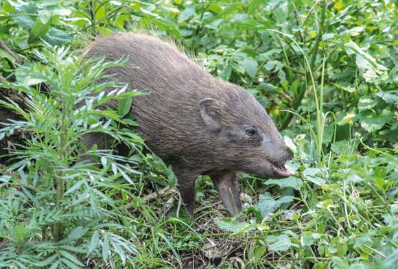 Going the Whole Hog