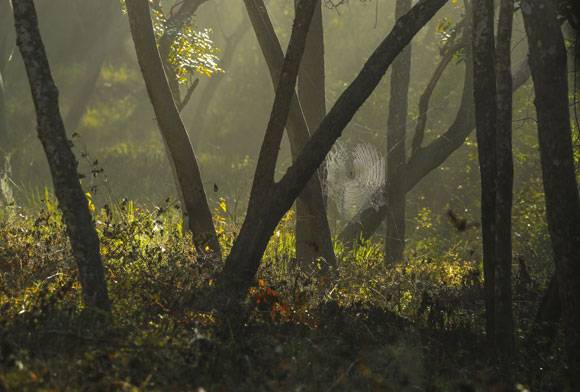 A Web of Life