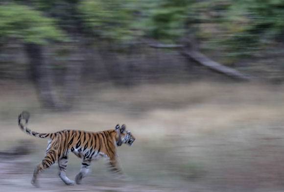 Leaping into an Unknown Future