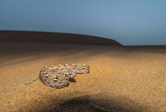 Sidewinder Side-Eye