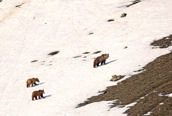 Snowy Bears