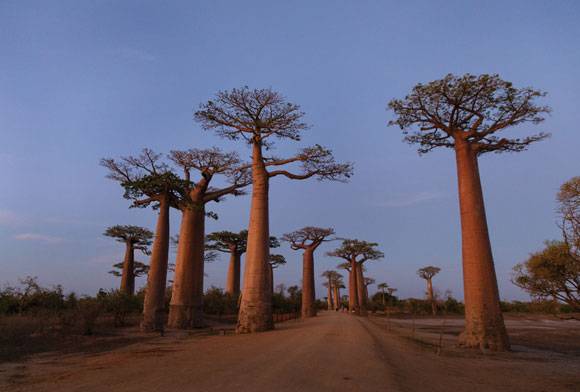 Baobab beauty