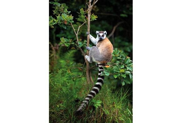 Ring tailed lemur