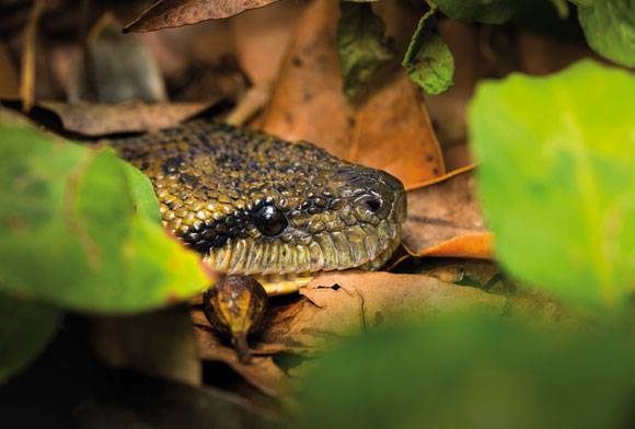 Madagascar tree boa