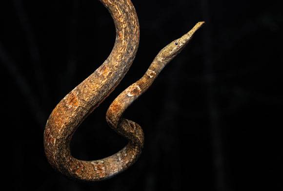 Malagasy leaf-nosed snake