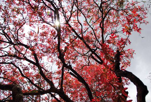 Shades of red to cloak the sky